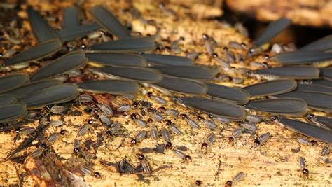 Termite Mound: Mating Termites