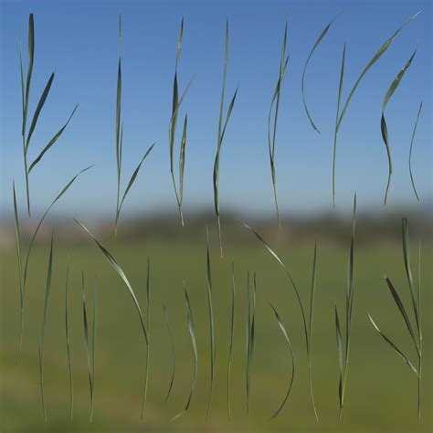 3d Scanned Grass Strands Atlas