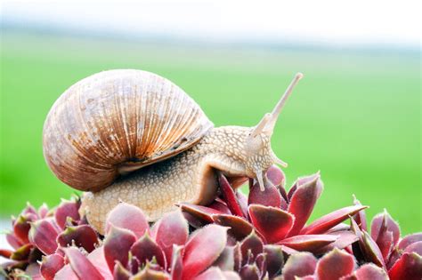 Intriguing Information About Common Periwinkle Snails Animal Sake