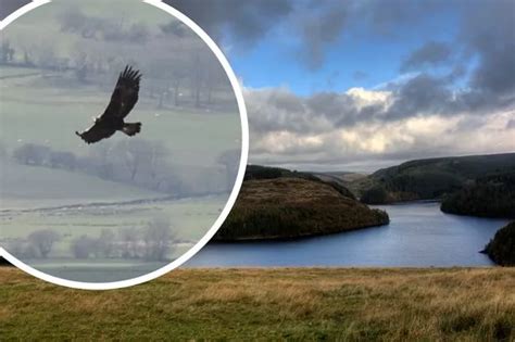 Last Golden Eagle Living In Wild In Wales Had Been Shot Before It Died