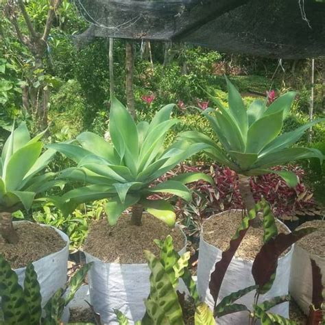 Jual Pohon Hias Agave Siklok Shopee Indonesia