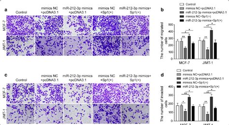 Mir P Inhibited The Migration And Invasion Of Bc Cells By Reducing