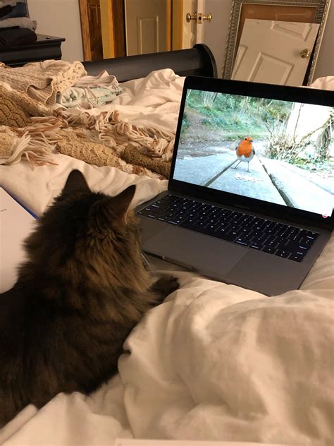 Cat Watching Birds On Youtube Rmemetemplatesofficial