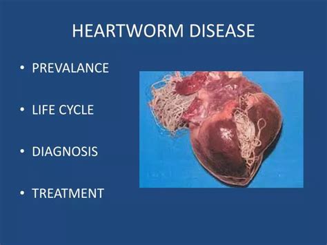 Ppt Heartworm Disease Powerpoint Presentation Id2066943