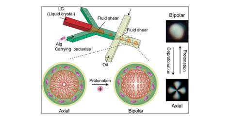 Real Time PH Sensor In Bacterial Microenvironments Using Liquid Crystal