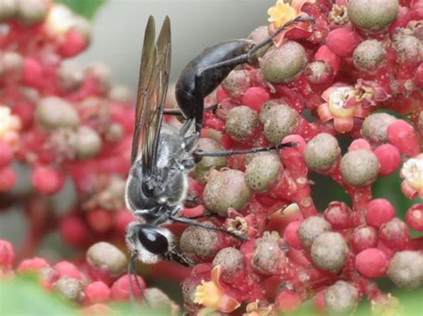 Sphex Argentatus Sphecidae Wasps Of SW Australia BioDiversity4All