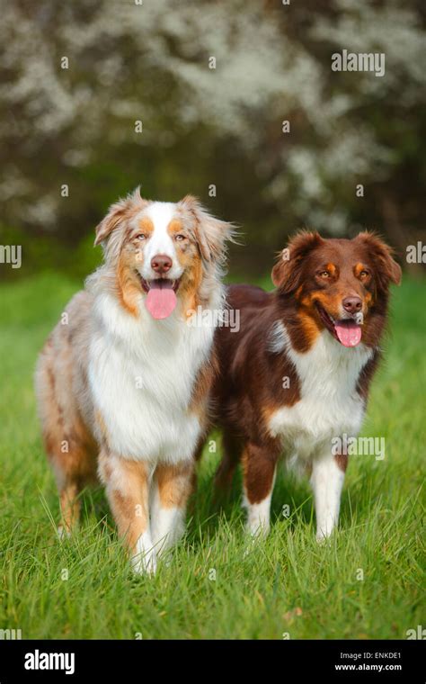 Red Merle Australian Shepherd