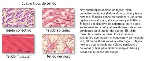 Tejidos Del Cuerpo Humano Wiki Componentes Del Cuerpo Humano