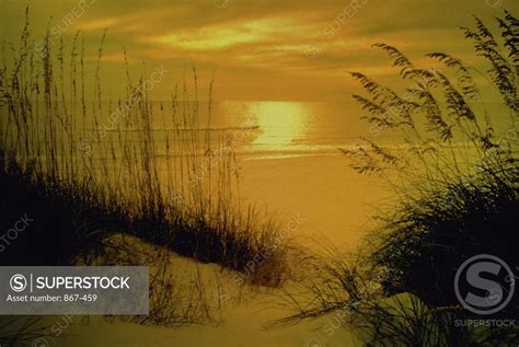 Silhouette of sea oat grass on the beach - SuperStock