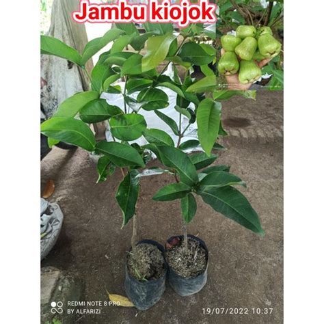 Jual Bibit Jambu Kiojok Rimbun Shopee Indonesia