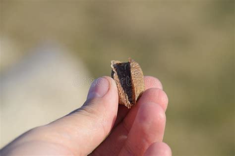 Mucchio Del Mantide Nella Mano Umana Ootheca Di Ispezione Le Uova Dell