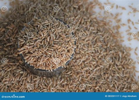 Khapli Wheat. Also Known As Emmer Wheat or Jave Godhi is One of the ...