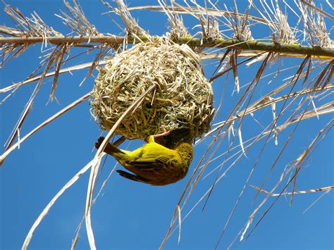 Título Las aves y sus nidos Educ ar