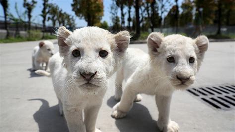 Top Imagen Leones Blancos En Mexico Abzlocal Mx