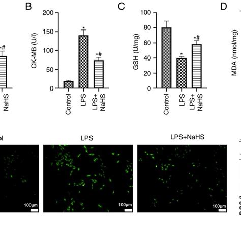 Nahs Attenuates Sepsis Induced Oxidative Stress And Lipid Peroxidation