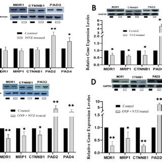 Comparative Gene And Protein Expressions Profiling Of Mdr Mrp