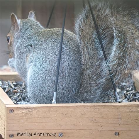 BRIGHT EYES AND BUSHY TAILS – SERENDIPITY: SEEKING INTELLIGENT LIFE ON ...