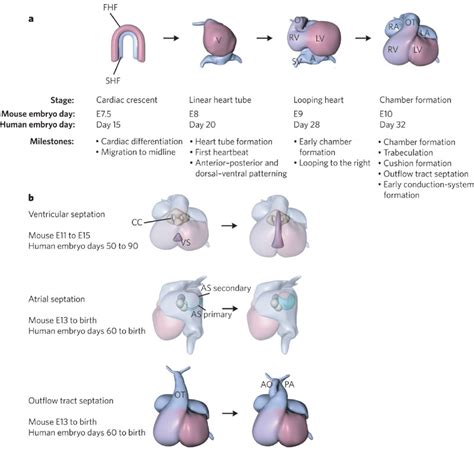 Development of Heart : Embryology Video - MedchromeTube