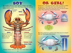 Lobster Vs Crab Abdo Publishing Company