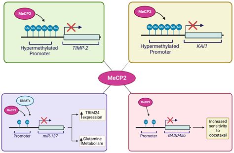 Cancers Free Full Text The Epigenetic Reader Methyl Cpg Binding