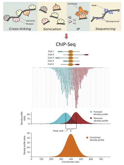 New Developments In NGS Data Analysis: ChIP seq - rasalsi