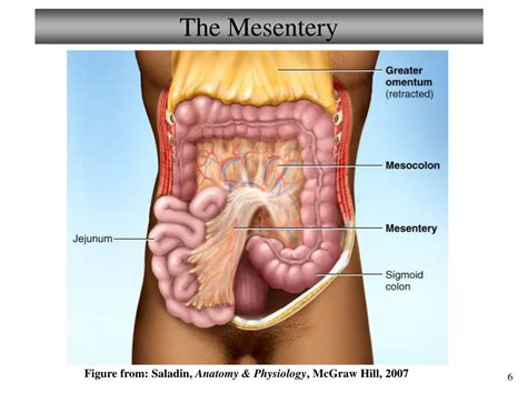 Ppt Chapter 23 Digestive System Lectures 9 And 10 Powerpoint