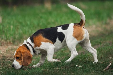 101 Male Beagle Names + Meanings