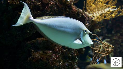 9 Herbivorous Fish That You Might Have Never Seen