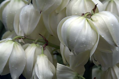 Le Yucca L L Gance Exotique Pour Votre Jardin Ext Rieur Ouistock