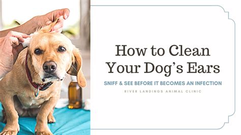 How To Clean Your Dogs Ears — River Landings Animal Clinic In