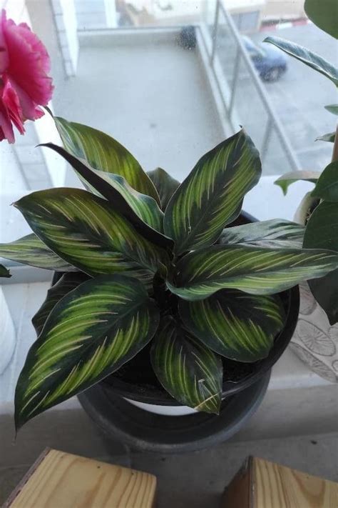 Calathea Beauty Star Care The Ultimate Guide