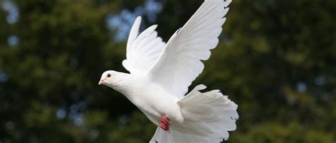 Doves Funerals Chicago | White Doves Chicago - Funeral Doves Chicago