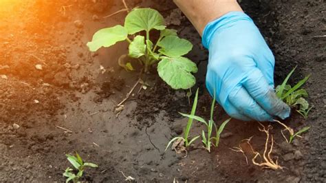 How To Keep Weeds Out Of Raised Garden Beds Extremely Easy Methods