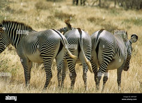 Grevy S Zebra Equus Grevyi Samburu National Park Kenya Stock Photo