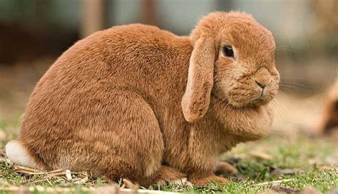 Coniglio Ariete conosciamo uno dei pet domestici più amati