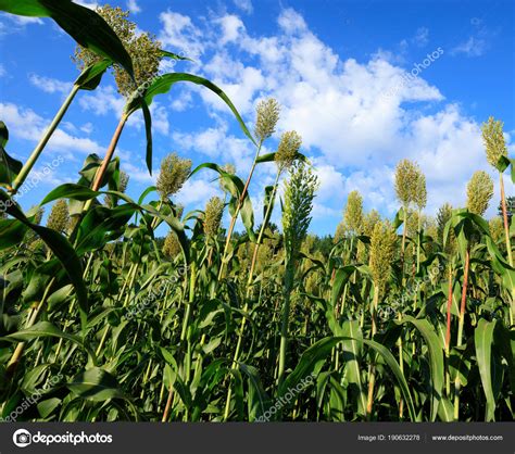 Jowar Grain Sorghum Growing Farm Field Stock Photo Image By Lzf