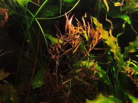 Людвигия дугообразная Аркуата (Ludwigia arcuata) | Интернет-магазин ...