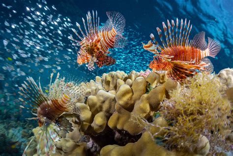 Competitive Hunt Of Lionfish Helping Balance The Florida Ecosystem