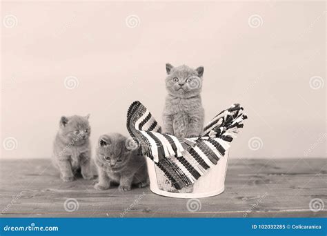 Bucket of kittens stock image. Image of full, british - 102032285