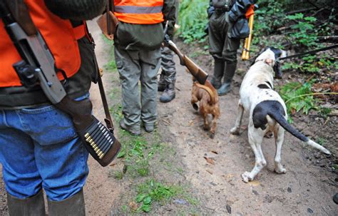 Haut Bugey Accident Un chasseur blessé à la cuisse lors dune battue