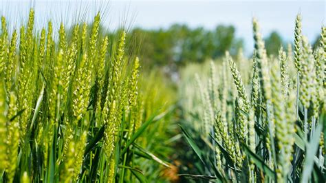 La Junta publica las ayudas agroambientales y ecológicas para la nueva PAC