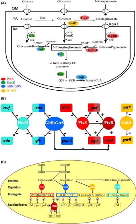 Schematic View Of The Concerted Regulation Of Gene Expression Involved