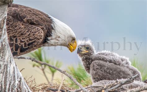 Bald Eagle Mom And Chick Tom Murphy Photography