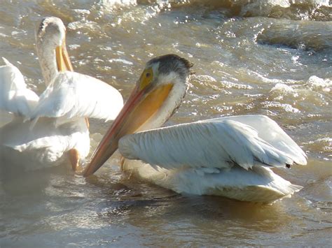 pastafasulli: North American Birds