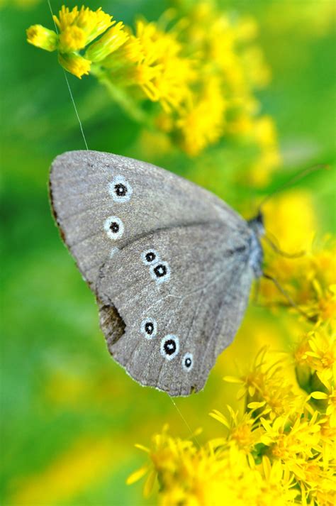 Kostenlose Foto Natur Fl Gel Fotografie Wiese Blatt Blume