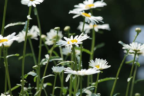 Chamomile Flowers White - Free photo on Pixabay - Pixabay