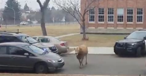 Une Vache En Fuite A Donn Du Fil Retordre De Nombreux Policiers