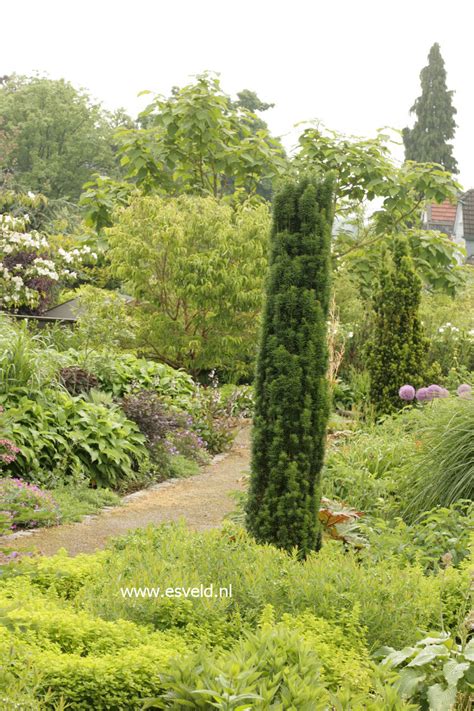 Taxus Baccata Fastigiata