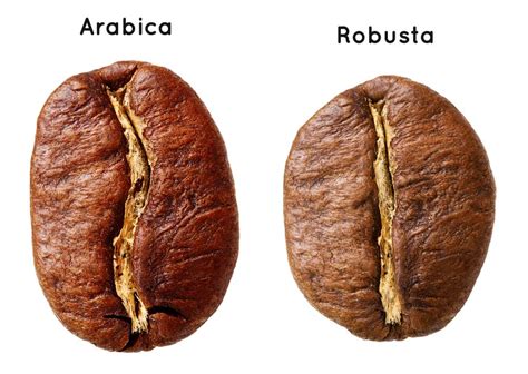 Arabica Beans vs Robusta Beans, Whats the Difference? - Perk Coffee Malaysia