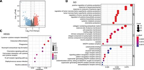 Functional Enrichment Analysis A Volcano Plot Of Degs Go B And Kegg Download Scientific